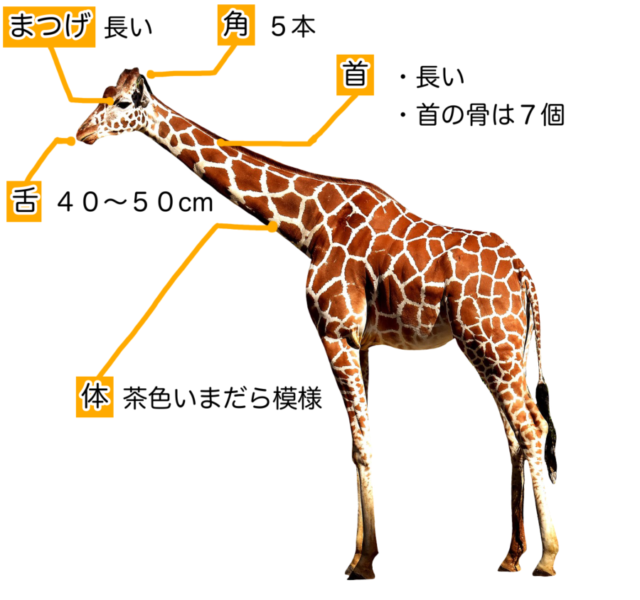 アミメキリン 動物図鑑 キリンの首はなぜ長いの 謎の生態 動物生き物サイト