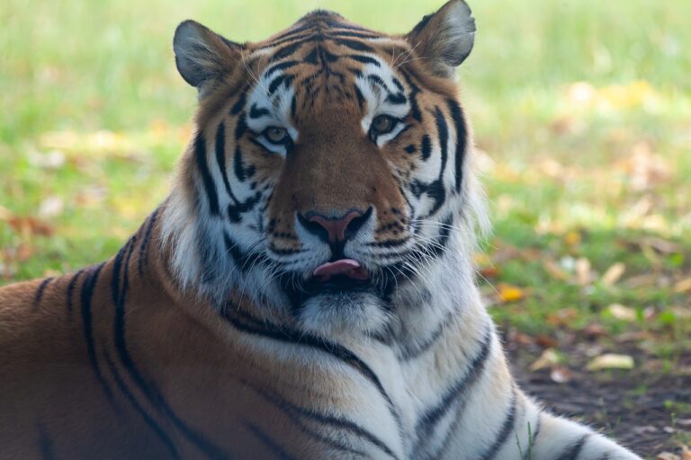 【トラ｜動物図鑑】特徴と生態 | 動物生き物サイト