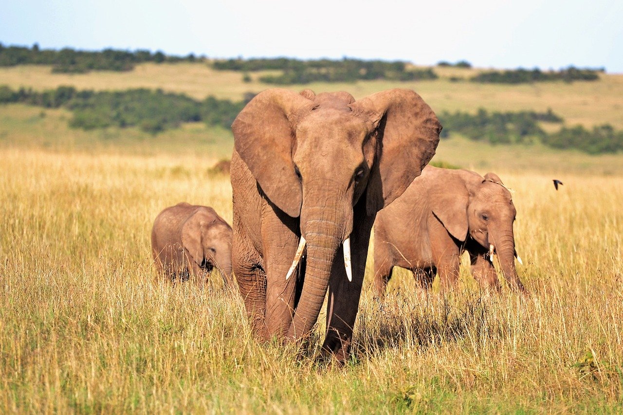 アフリカゾウ 動物図鑑 特徴と生態 動物生き物サイト