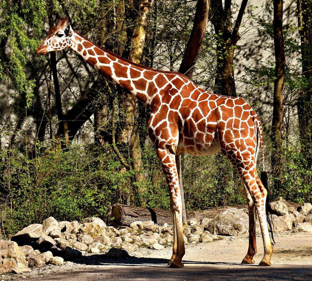 【キリン｜動物図鑑】キリンの首はなぜ長いの？謎の生態 地球生き物大百科