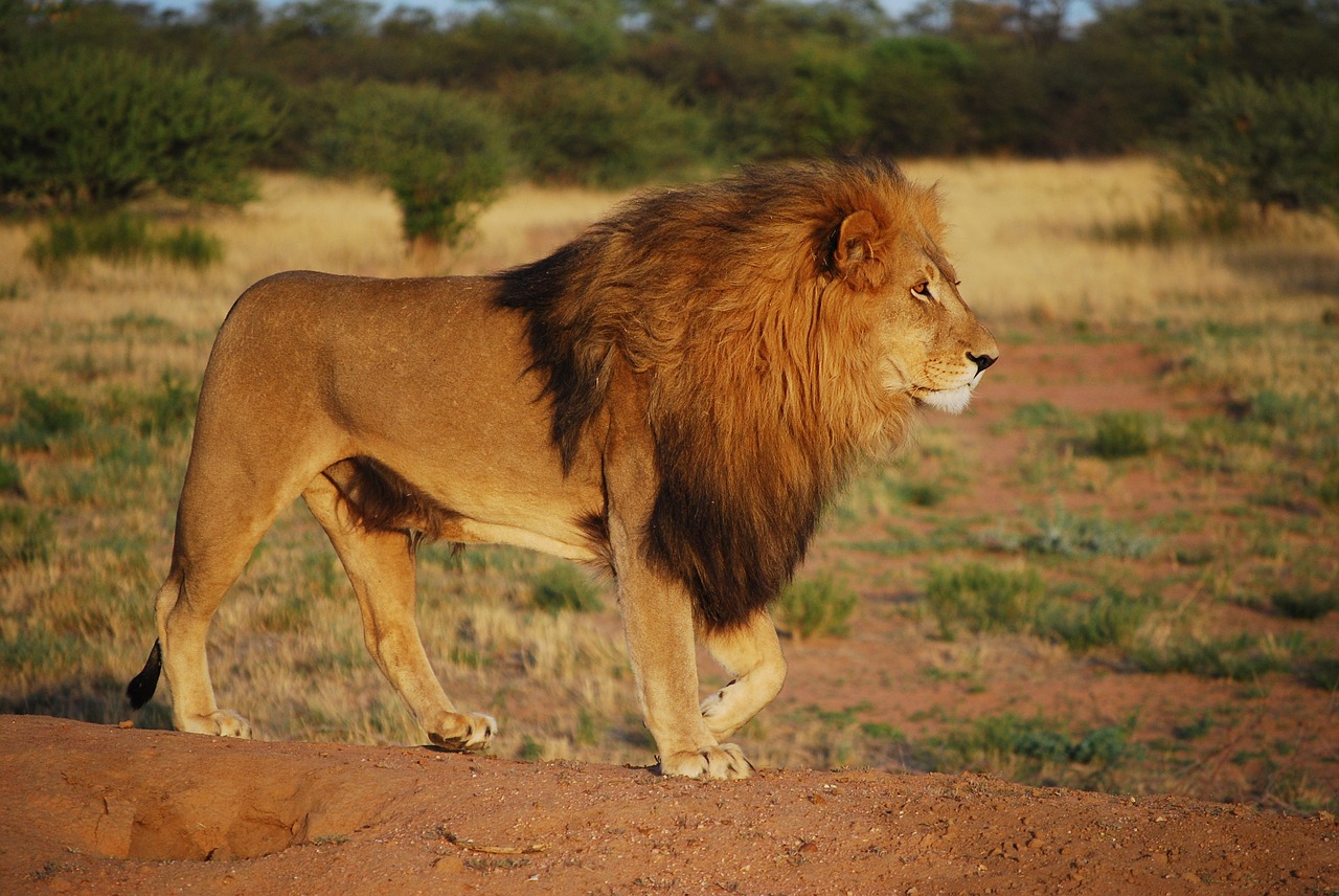 アフリカライオン 動物図鑑 百獣の王の面白い生態 動物生き物サイト