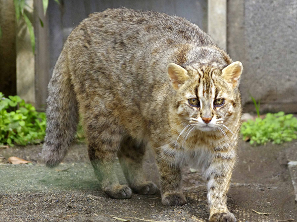 ツシマヤマネコとイリオモテヤマネコ 動物図鑑 特徴と生態 地球生き物大百科