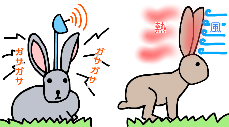 ウサギ 動物図鑑 ウサギの耳はなぜ長いの 動物生き物サイト
