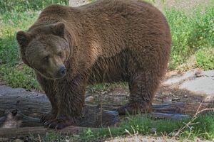 【ツキノワグマとヒグマ|動物図鑑】特徴と生態 | 動物生き物サイト