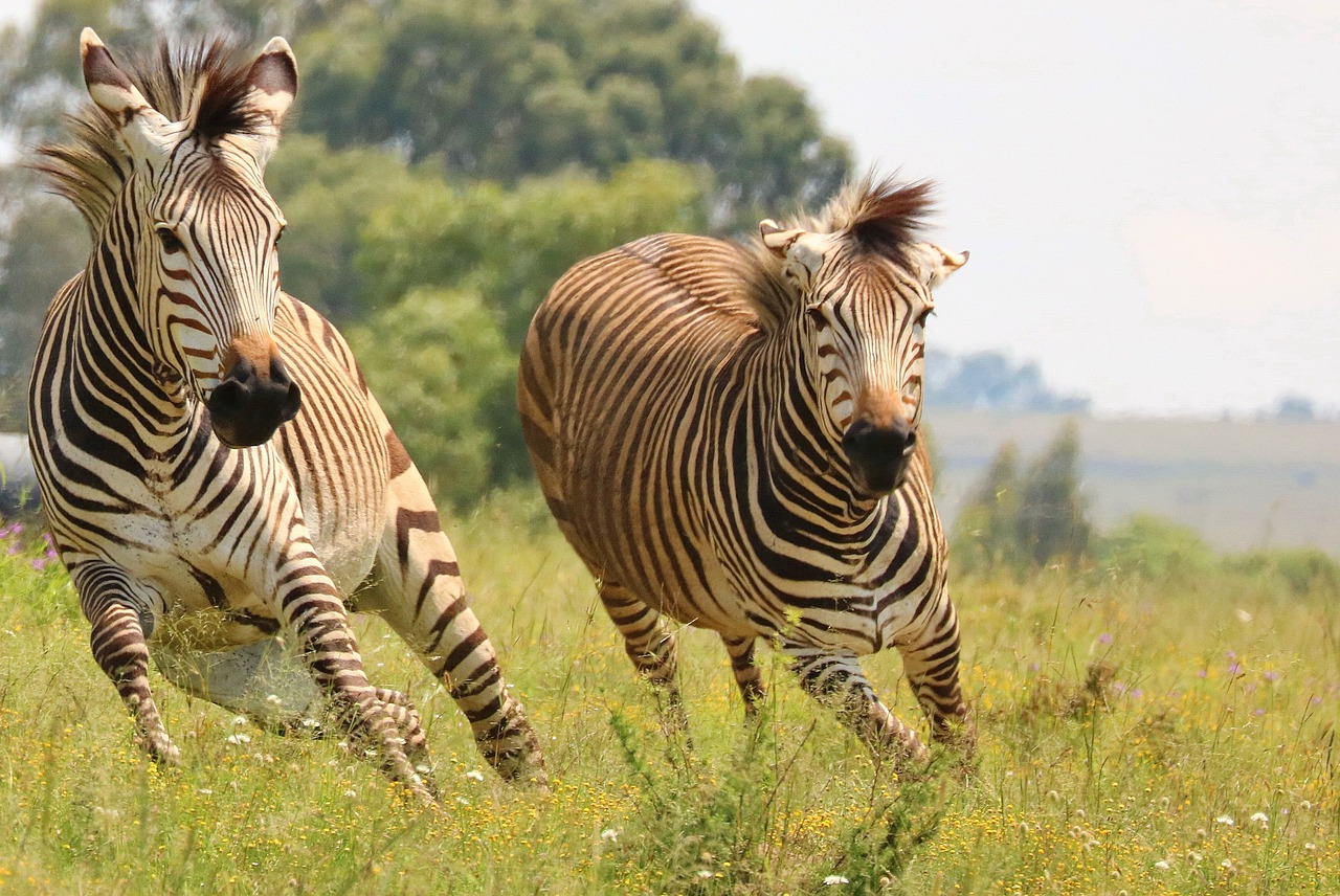 シマウマ 動物図鑑 白と黒のシマ模様の秘密 地球生き物大百科