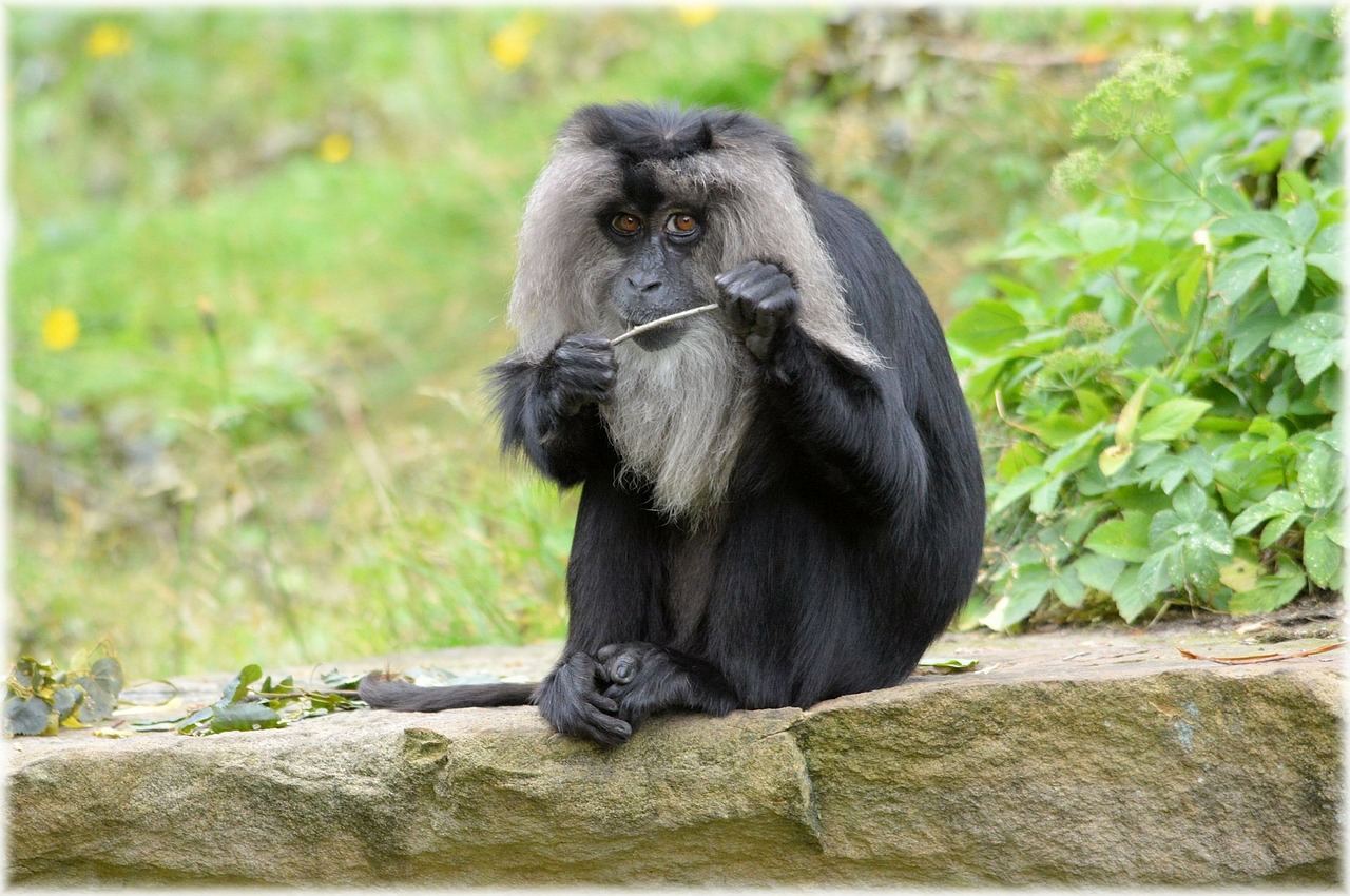 シシオザル 動物図鑑 ライオンのようなサル 動物生き物サイト