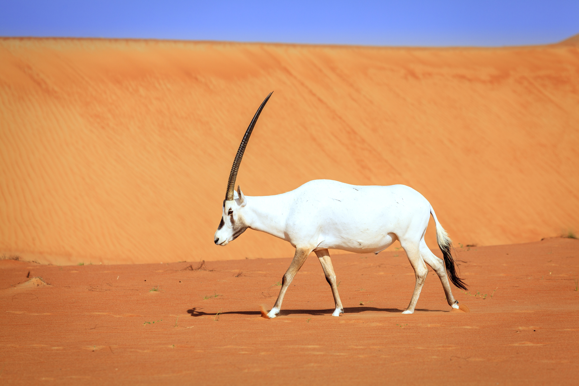 アラビアオリックス 動物図鑑 ユニコーンのモデルになった伝説の動物 地球生き物大百科