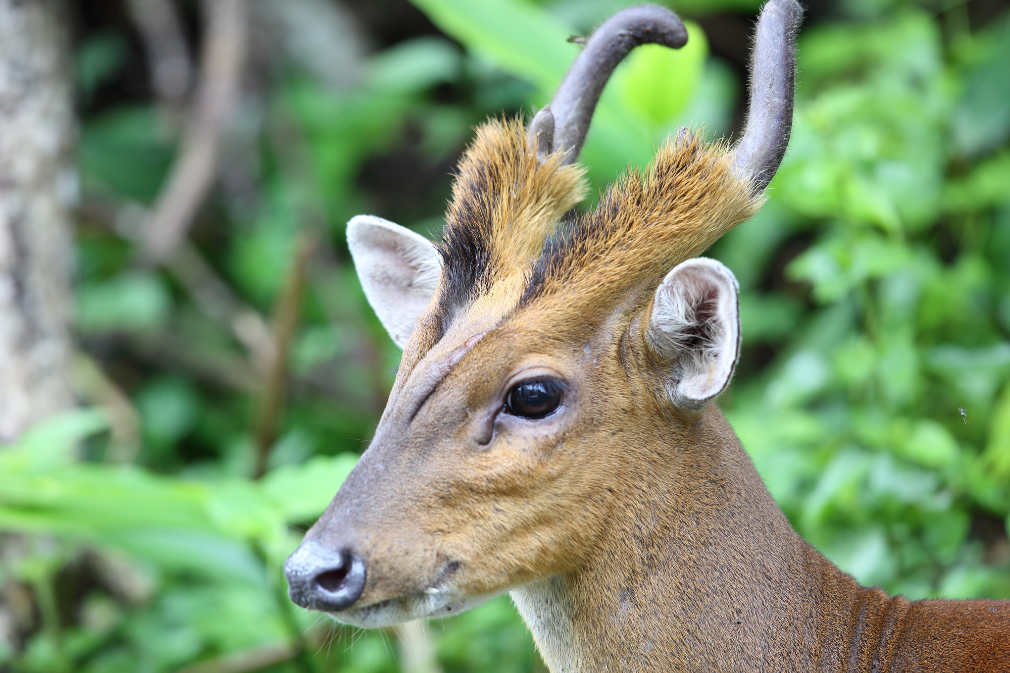 キョン 動物図鑑 キョンの特徴と生態 地球生き物大百科