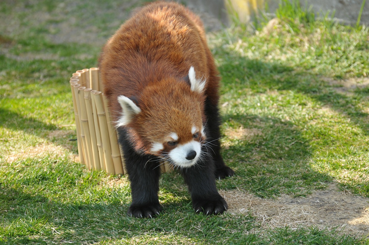 レッサーパンダ 動物図鑑 特徴と生態 動物生き物サイト