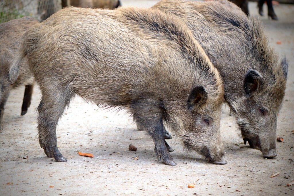野生動物と家畜