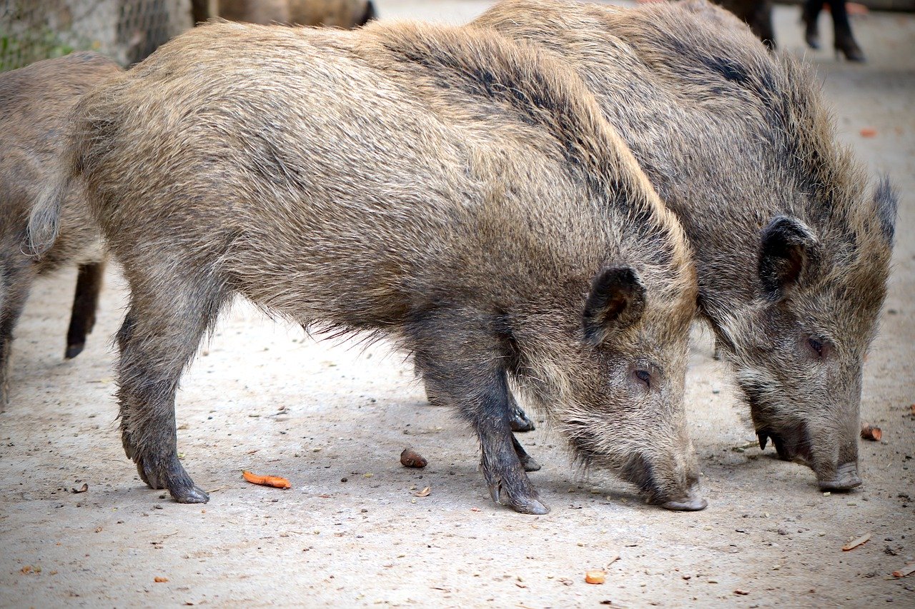 イノシシ 動物図鑑 特徴と生態 動物生き物サイト