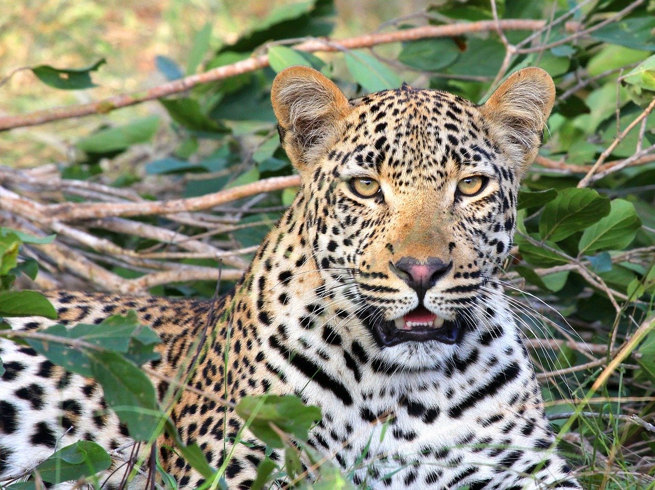 ヒョウ 動物図鑑 特徴と生態 動物生き物サイト