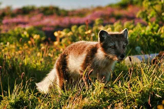 ホッキョクギツネ 動物図鑑 氷点下７０ で生活する動物 地球生き物大百科