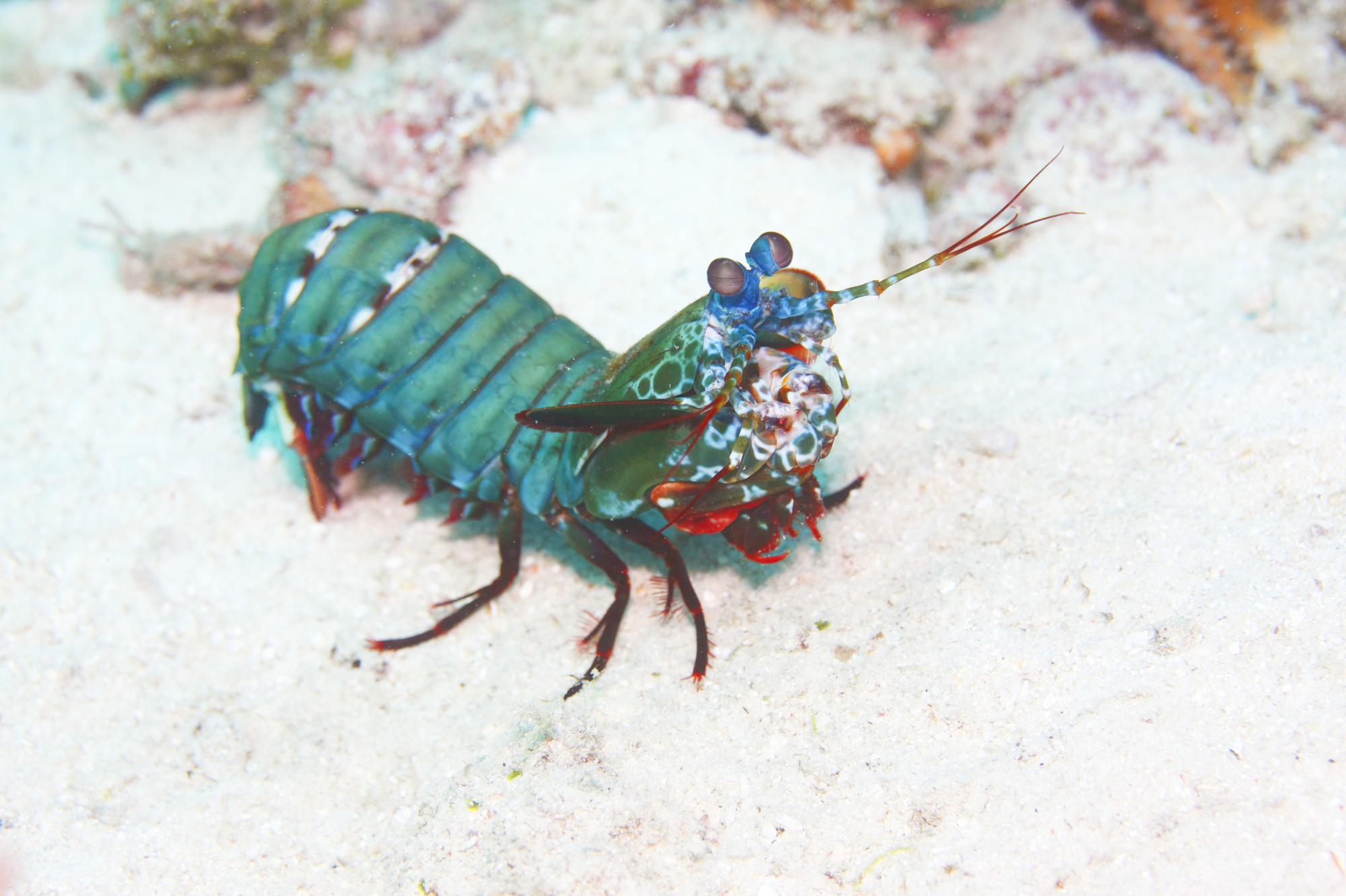 モンハナシャコ 甲殻類 パンチの威力は最強 地球生き物大百科