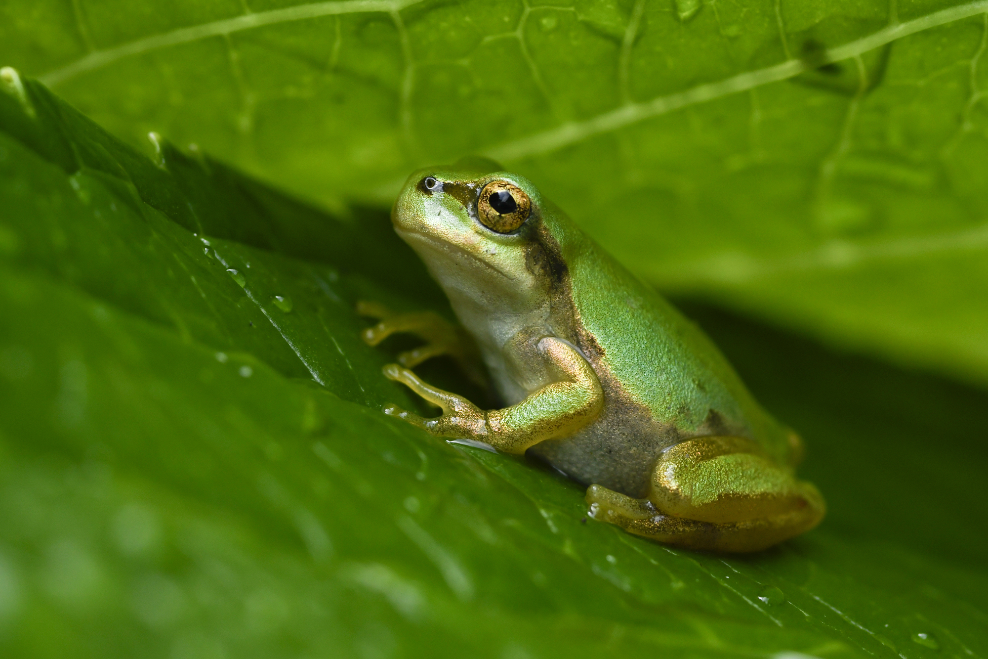 二ホンアマガエル 両生類 田んぼで見かけるカエル 動物生き物サイト