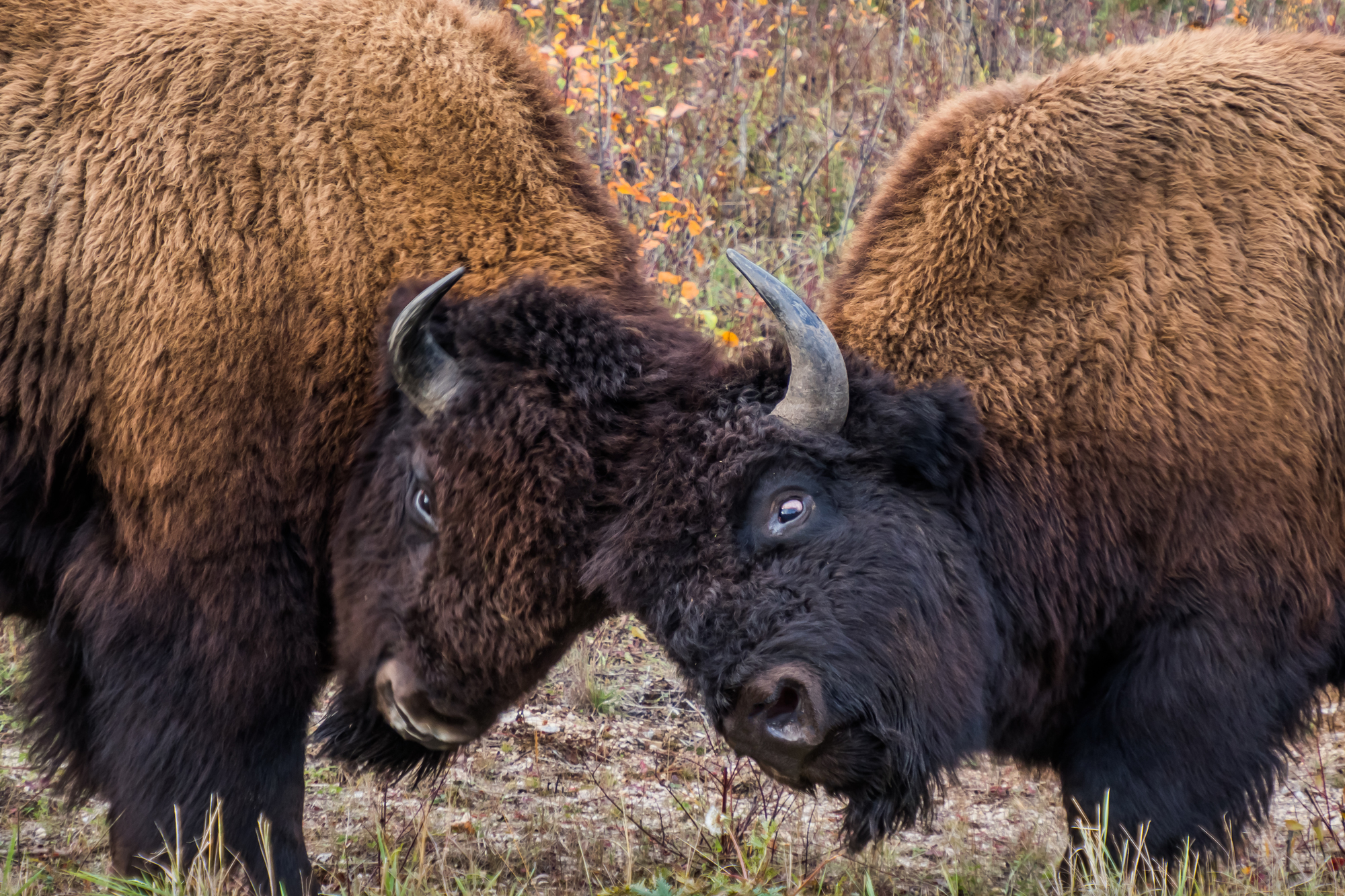 アメリカバイソン 動物図鑑 北アメリカでもっとも体重が重たい動物 地球生き物大百科