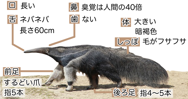 オオアリクイ 動物図鑑 特徴と生態 動物生き物サイト