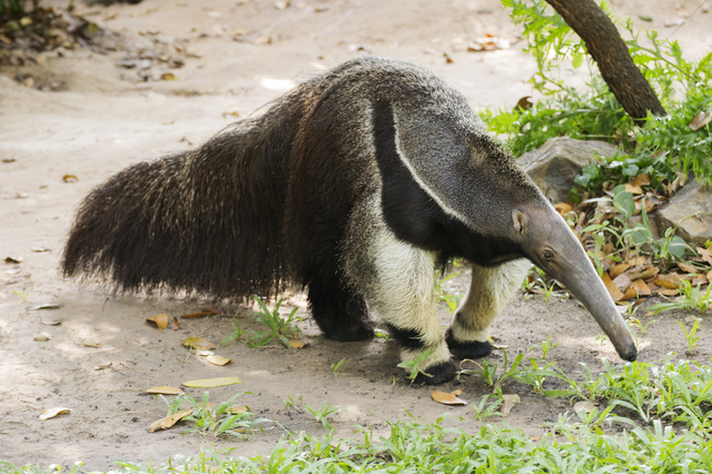 オオアリクイ 動物図鑑 特徴と生態 動物生き物サイト