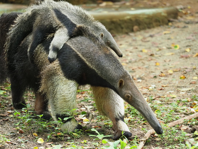 オオアリクイ 動物図鑑 １日に食べるアリは３万匹 地球生き物大百科