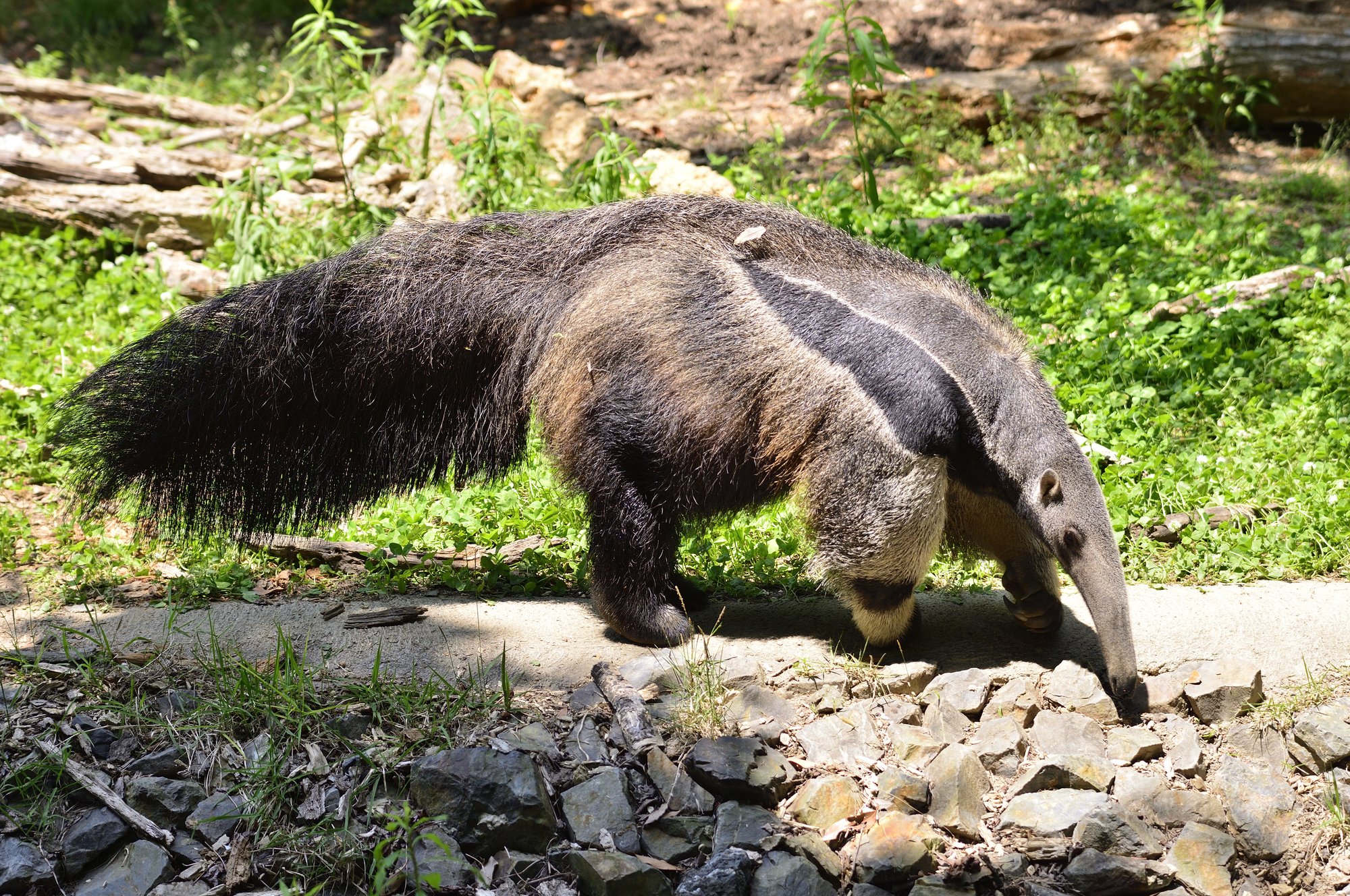 オオアリクイ 動物図鑑 特徴と生態 動物生き物サイト