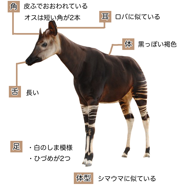 【オカピ｜動物図鑑】特徴と生態 | 動物生き物サイト