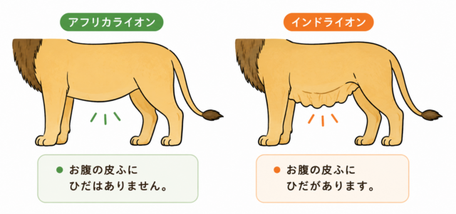 インドライオン｜動物図鑑】特徴と生態 | 動物生き物サイト