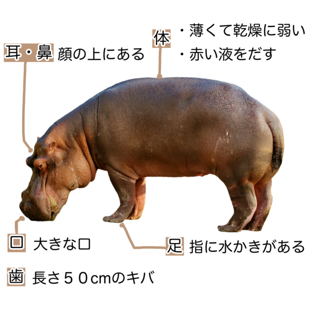 カバ 動物図鑑 カバの特徴と生態 動物生き物サイト