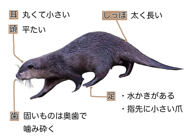 コツメカワウソ 動物図鑑 カワウソの特徴と生態 動物生き物サイト