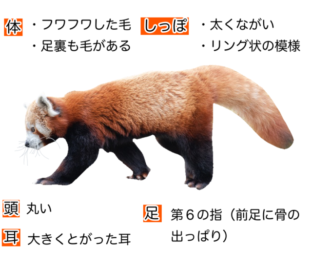 レッサーパンダ 動物図鑑 特徴と生態 動物生き物サイト